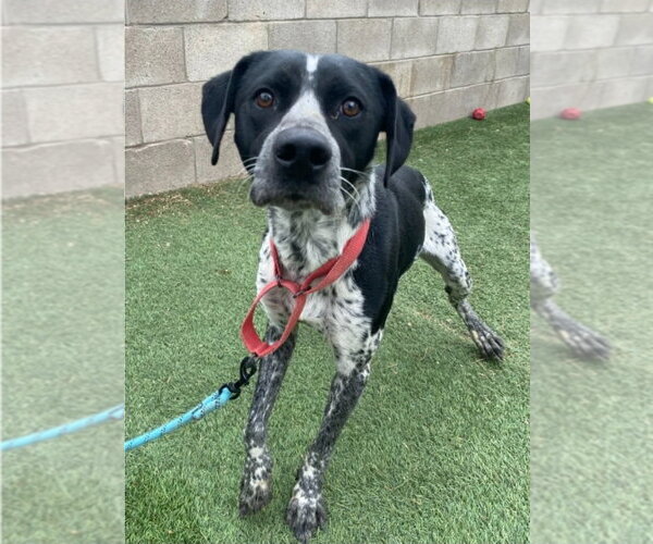 Medium Photo #3 Pointer-Unknown Mix Puppy For Sale in Lakewood, CO, USA