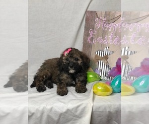 Goldendoodle (Miniature) Puppy for sale in INDIANAPOLIS, IN, USA