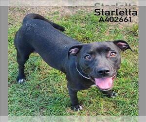 American Pit Bull Terrier-Unknown Mix Dogs for adoption in Conroe, TX, USA