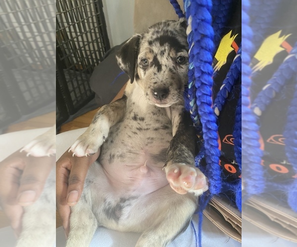 Medium Photo #2 American Pit Bull Terrier-Catahoula Leopard Dog Mix Puppy For Sale in PLAINFIELD, IL, USA
