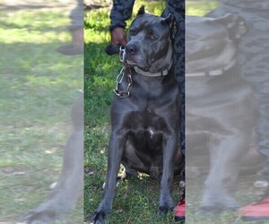 Father of the Cane Corso puppies born on 08/22/2020