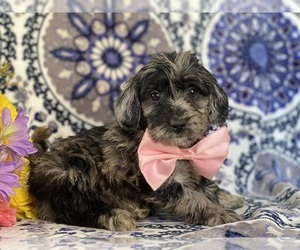 Goldendoodle (Miniature) Puppy for sale in LANCASTER, PA, USA