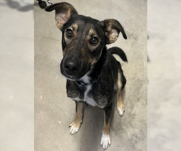 Medium Photo #4 German Shepherd Dog-Unknown Mix Puppy For Sale in Sistersville, WV, USA