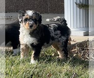 Aussiedoodle Miniature  Puppy for Sale in CENTRALIA, Illinois USA