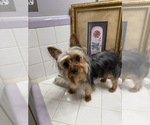 Small #2 Yorkshire Terrier