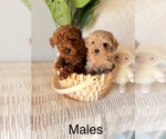 Image preview for Ad Listing. Nickname: Poodles