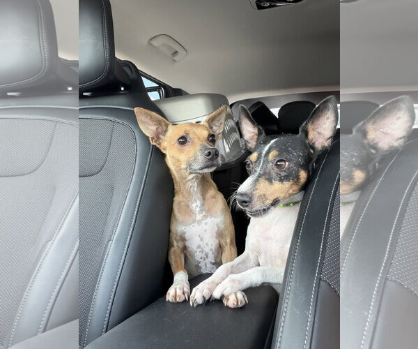 Medium Photo #2 Rat Terrier Puppy For Sale in Orlando, FL, USA