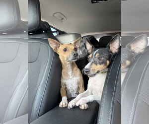 Jack - Male Rat Terrier Dog for Adoption - Photo #2