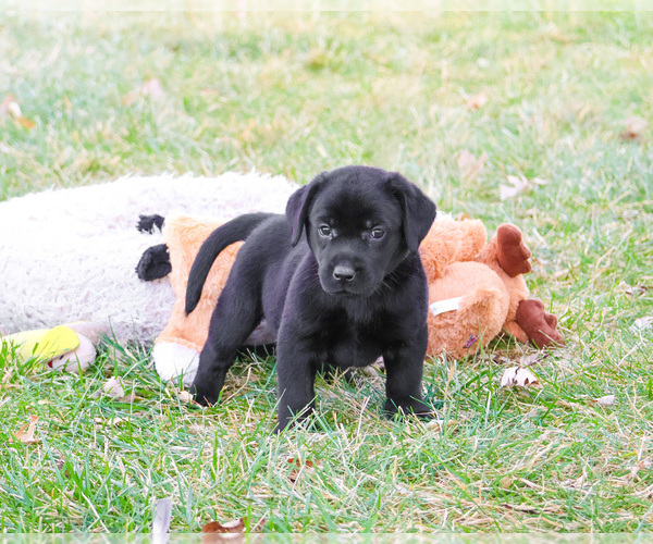 Medium Photo #3 Labrador Retriever Puppy For Sale in SYRACUSE, IN, USA