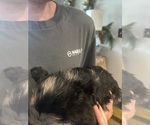 Small #8 F2 Aussiedoodle