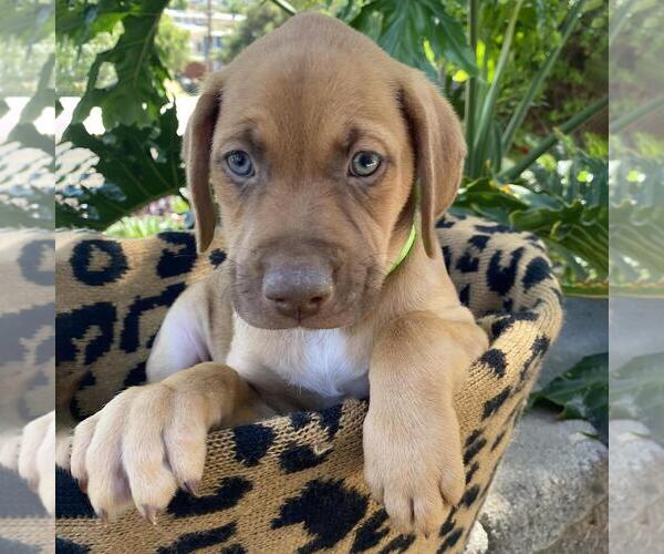 Medium Photo #9 Mutt Puppy For Sale in San Diego, CA, USA