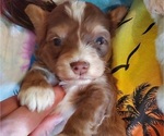 Small #22 Bernedoodle (Miniature)