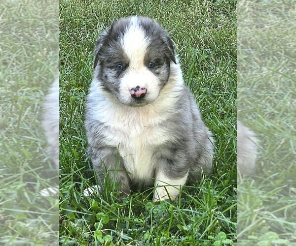 Medium Photo #7 Australian Shepherd Puppy For Sale in NELSON, VA, USA
