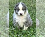 Theo - Male Australian Shepherd Puppy for Sale - Photo #7
