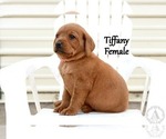 Small Photo #53 Labrador Retriever Puppy For Sale in DAYTON, VA, USA