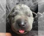 Small Photo #1 Great Dane Puppy For Sale in SALINAS, CA, USA
