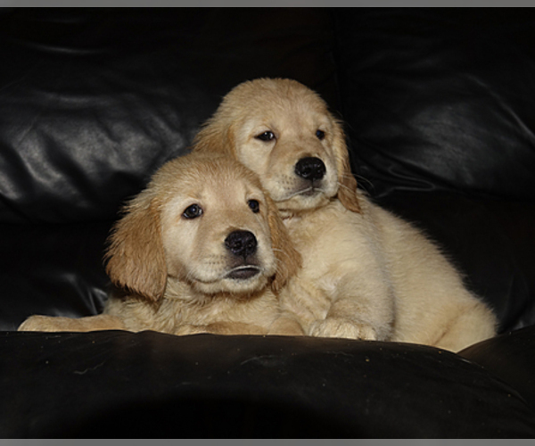Medium Photo #4 Golden Retriever Puppy For Sale in PORT SAINT LUCIE, FL, USA