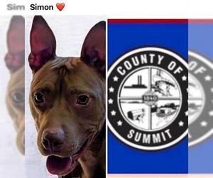 American Pit Bull Terrier Dogs for adoption in Akron, OH, USA