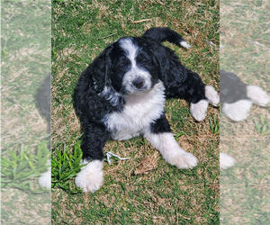 Bernedoodle Puppy for sale in JUSTIN, TX, USA