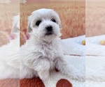 Puppy Vanilla Coton de Tulear