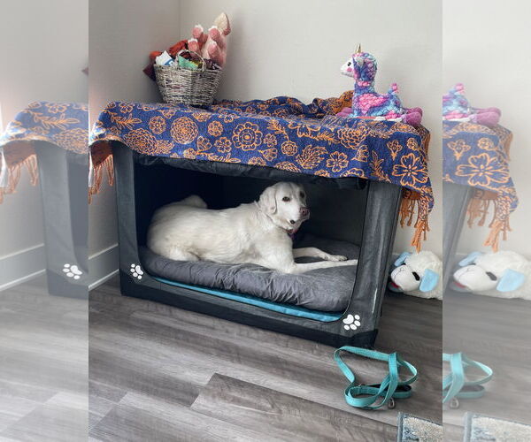 Medium Photo #4 Anatolian Shepherd-Great Pyrenees Mix Puppy For Sale in Corona, CA, USA