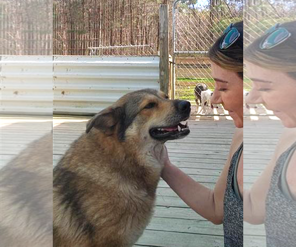 Medium Photo #12 German Shepherd Dog Puppy For Sale in Murfreesboro, NC, USA