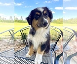 Small Photo #8 Australian Shepherd Puppy For Sale in JENA, LA, USA