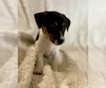 Small #14 Jack Russell Terrier