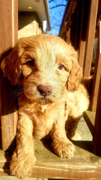 Medium Photo #2 Goldendoodle Puppy For Sale in BEAN BLOSSOM, IN, USA