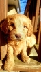 Small Photo #2 Goldendoodle Puppy For Sale in BEAN BLOSSOM, IN, USA