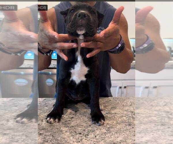 Medium Photo #1 Cane Corso Puppy For Sale in RUCKERSVILLE, VA, USA