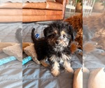 Small #1 Mutt