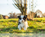 Small Photo #6 Pembroke Welsh Corgi Puppy For Sale in WARSAW, IN, USA