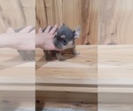 Small #3 French Bulldog