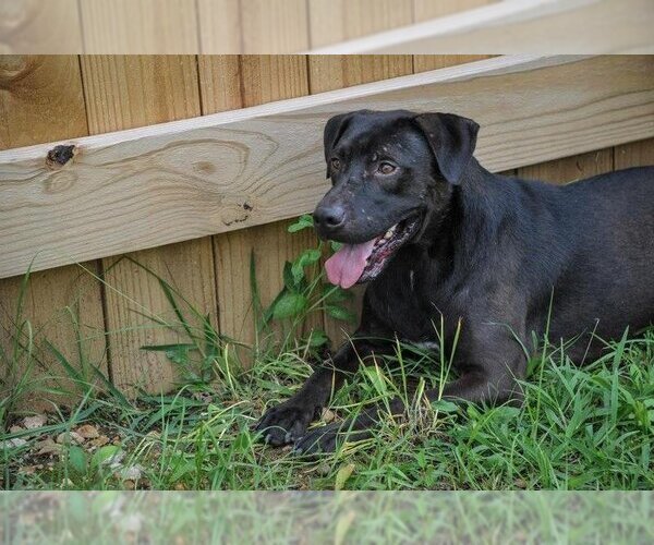Medium Photo #2 Labrador Retriever Puppy For Sale in Jackson, MS, USA
