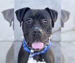 Small #12 American Staffordshire Terrier-Boxer Mix