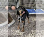 Small #7 Black and Tan Coonhound