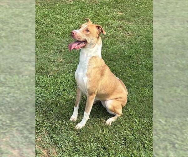 Medium Photo #2 Basenji-Labrador Retriever Mix Puppy For Sale in Grovetown, GA, USA