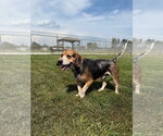 Small #2 Beagle Mix