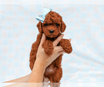 Small #1 Cavapoo-Poodle (Toy) Mix