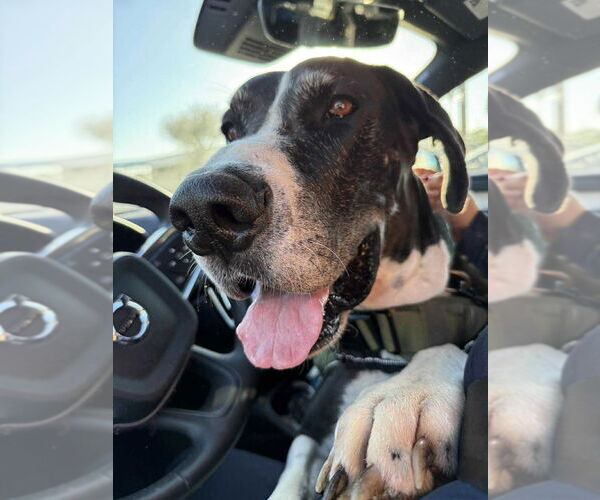 Medium Photo #6 Great Dane Puppy For Sale in Bullard, TX, USA