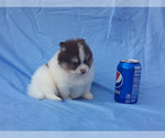 Small Photo #19 Pomeranian Puppy For Sale in WEST PALM BEACH, FL, USA