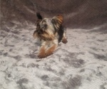 Small Photo #8 Yorkshire Terrier Puppy For Sale in WINDYVILLE, MO, USA