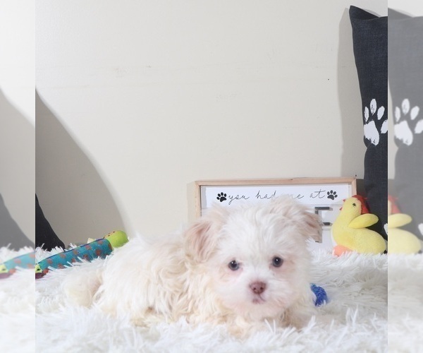 Medium Photo #4 Havanese Puppy For Sale in MOUNT VERNON, OH, USA