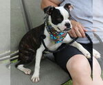 Small #1 Boston Terrier Mix