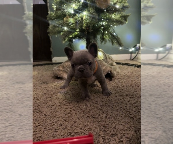 Medium Photo #21 French Bulldog Puppy For Sale in EAST LIVERPOOL, OH, USA