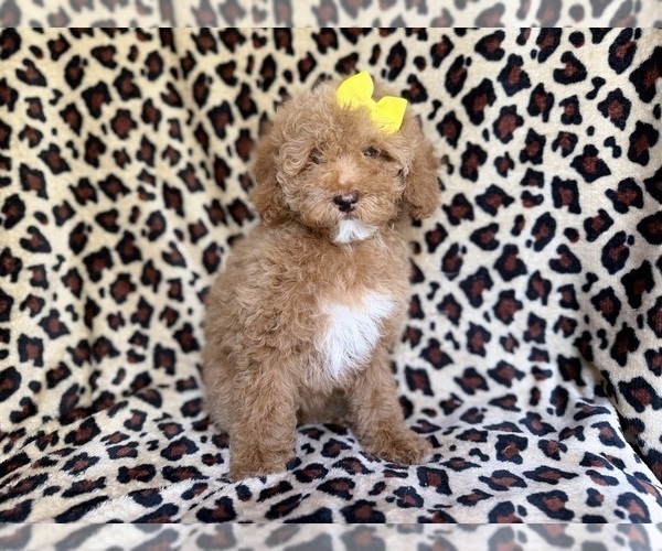 Medium Photo #8 Cock-A-Poo Puppy For Sale in LAKELAND, FL, USA