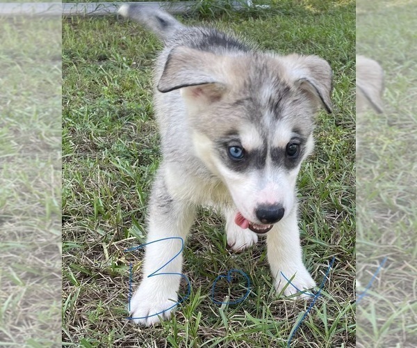 Medium Photo #20 Siberian Husky Puppy For Sale in HILLISTER, TX, USA