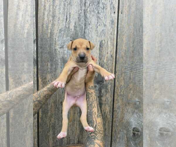 Medium Photo #1 American Pit Bull Terrier-American Staffordshire Terrier Mix Puppy For Sale in Frankenmuth, MI, USA