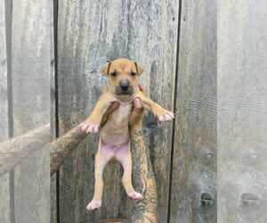 American Pit Bull Terrier-American Staffordshire Terrier Mix Dogs for adoption in Frankenmuth, MI, USA